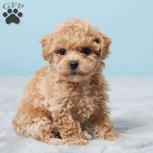 Betsy, Bich-Poo Puppy
